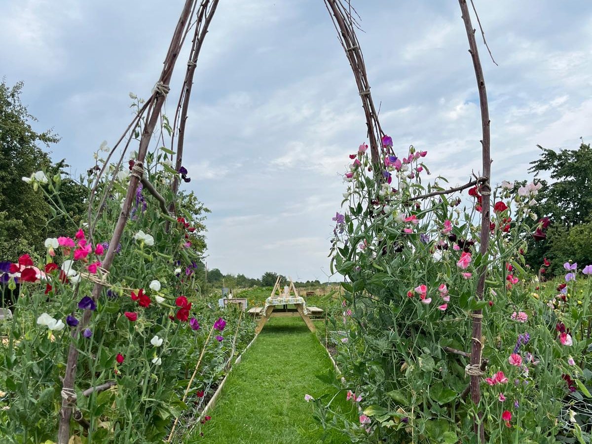 Bloemenboog van lathyrus boven een graspad in de pluktuin